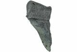 Partial, Fossil Megalodon Tooth - South Carolina #235943-1
